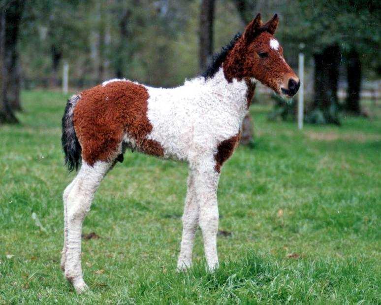com 2nd: Bay Tobiano JT s Colt 45 Peacemaker a/k/a Shooter owned by