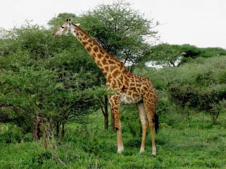 Why would other herbivores want to live around giraffes? Biofacts Giraffe model- Feel the vertebrae in your neck. How many do you have?