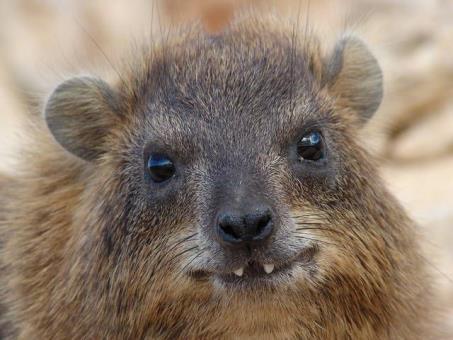 STOP D Rock Hyraxes What niche/role do these animals fill in the savannah ecosystem? How do they avoid competition? What animal are they most closely related to?