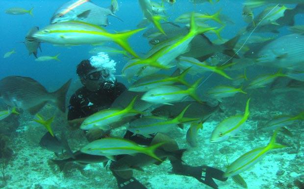 Divemaster Juan Vasquez feeds bread to yellow tail snappers at the Aquarium, a dive site at Half Moon Caye. Non-divers came along for this adventure.
