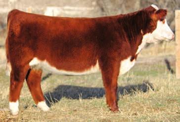 We feel this heifer is feminine enough to show and then will make a bull maker mama cow. She is very gentle & would be great for a showman of any age. Check out her video at www.edhuwaldt.com.