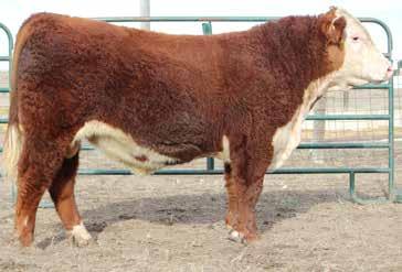 1 CED -3.9 BW 4.9 WW 56 YW 90 MM 30 M&G 58 0.05 Young Cattle Co. YCC Churchill Outcross 1303 ET Calved...9/7/13 Tattoo... 1303 Reg#...P43634060 CEM -0.1 16 MCW 109 10 BW.