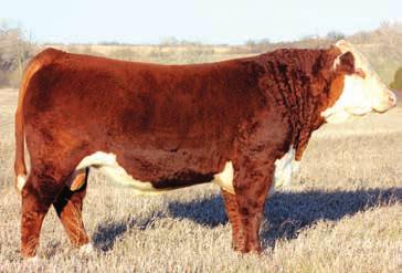 77 26 4 Schutte & Sons S&S Solution 35B ET This big stout two-year old is a result of embryos purchased from Churchill Cattle in Montana.