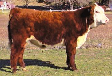 This is a thick made and easy fleshing bull with great eye appeal. He is a maternal sib to WCC/CC Great Divide 102.