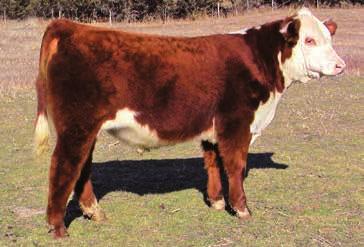 29 25 MCM Polled Herefords MCM Hometown 544C ET Red eyed bull calf out of a excellent cow family. 23 Keller Cattle Company KELR Casanova CED 0.1 BW 3.4 WW 56 YW 91 MM 30 M&G 58 0.36 Calved.