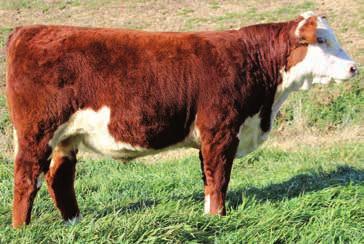 You will be hard pressed to find a bull that combines a balanced EPD profile with the rugged look and structure of a herd sire, that will stamp his progeny