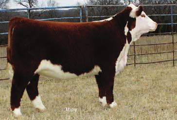 31 Valley Creek Ranch VCR 109 Jane Evans 518C 33 Helms Polled Herefords HPH Miss Choice 504 ET Dam Of Lot 31 CED 0.9 BW 2.4 WW 62 YW 95 MM 22 M&G 53 0.03 Calved...2/7/15 Tattoo...VCR518C Reg#.