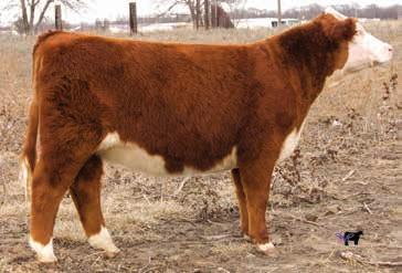 68 22 Sired by the ever popular Catapult that has sired many outstanding offspring. 518C s dam and granddam are both donors. 518C will be part of our pen in Denver!