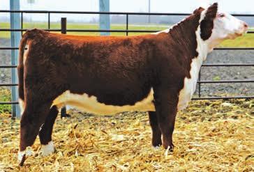 32 Keller Cattle Company KELR Susie This sweet fronted heifer is one that will turn a head.