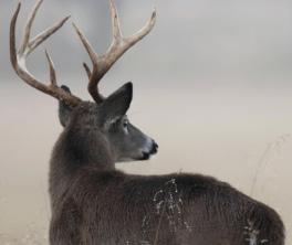 GOALS OF CANADA S NATIONAL CWD CONTROL STRATEGY Goal 6: Communication and Consultation Effective communication and consultation are required to achieve the coordination and collaboration essential to