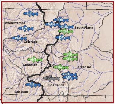 Metcalf et al. 2007 Blue = Colo. River cutthroat trout Green = Greenback cutthroat trout Study findings included: >50% of greenback populations studied were genetically Colorado River cutthroat.