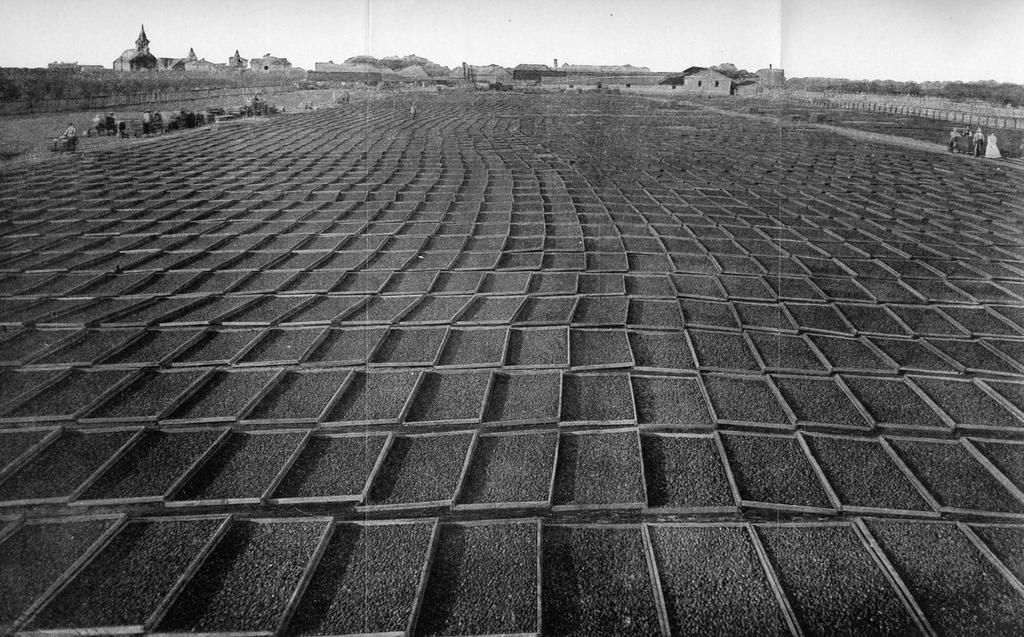California prune industry, 1891 Sun drying required 1 acre of trays for every