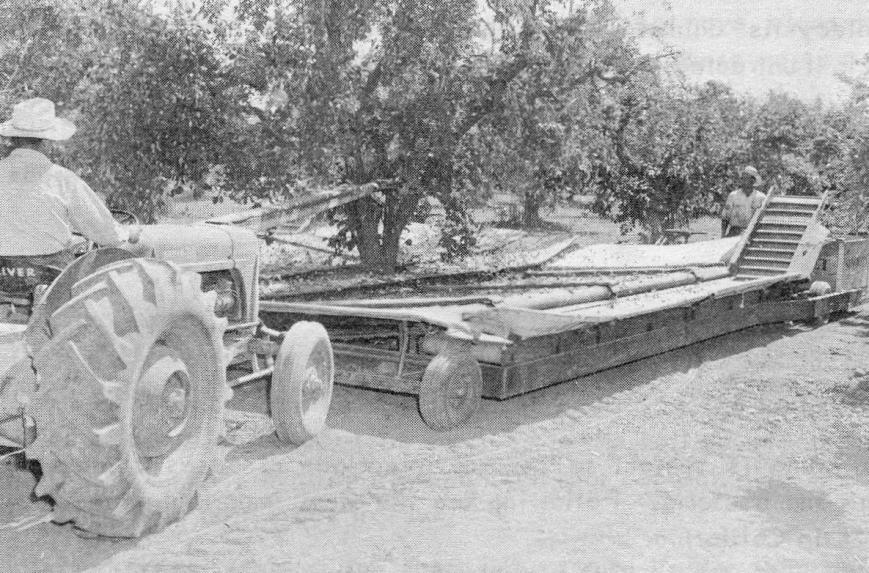 Mechanical prune harvest, circa 1964 Tractor
