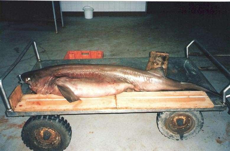 SSixgill shark