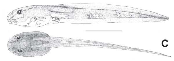 B) Leptodactylus