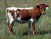 She has a lot of greats in her pedigree. Her horns are in the mid to upper 40 s TTT. You can t go wrong with this one. Check us out @rrrlonghorns.com.