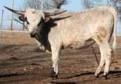 She sells unexposed ready for your bull. Pay attention to DOB she is only 20 months old! DOB: 4/3/15 PH#: 15/32 Reg: 270702 Breeding: Announced Sale Day.