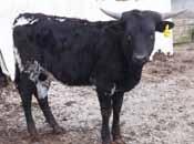 she is really putting on the horn. She is our prettiest black and white calf this past year. She is unexposed and been OCV d. 10 Lazy J s Shania Joe Sedlacek DOB: 8/20/14 PH#: 15/14 Reg: CI294457 K.C. Justice K.