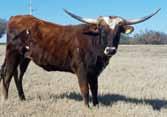 She is bred to Dillon (now deceased) who is 84. Dillon s mama is over 93. Carter is going to be a big horned cow. Help yourself.
