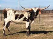 She was exposed to Money in the Bank (Cowboy Tuff Chex x BL Safari Sue). 33 MB Hemera Hjalmar Mike Beijl DOB: 4/15/14 PH#: 65 Reg: 268229 Breeding: Exposed to Luckenback Texa 9/7/15 to sale date.