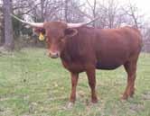 Bottom side Working Man Chex and Coaching Cow Phenomenon. She is very colorful, very gentle, will fit right into your program.