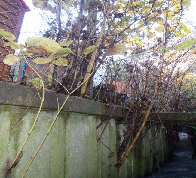 Tackling Japanese Knotweed on the Isle of Wight A site visit with a Housing Association Officer in Newport, Isle of Wight, for a relatively straightforward knotweed problem