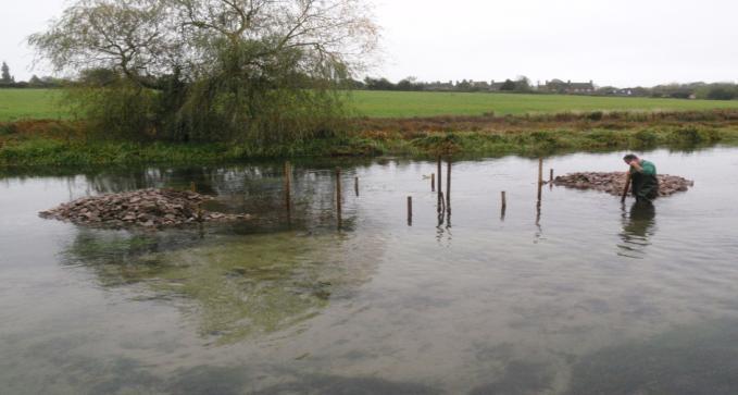Long stretches of steel and wood piling have been removed at three locations and the bank re-profiled to provide habitat and improve connectivity with
