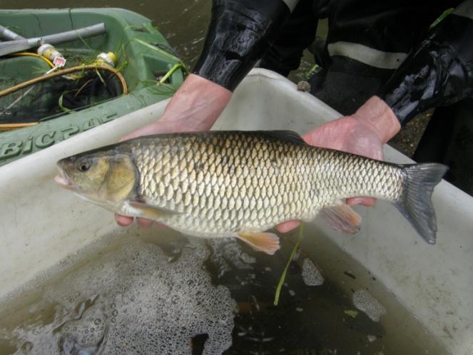 The River Colne is designated as a Principal Reference Coarse fishery and is surveyed annually. Fish population surveys for NFMP purposes were conducted between May and July 15.