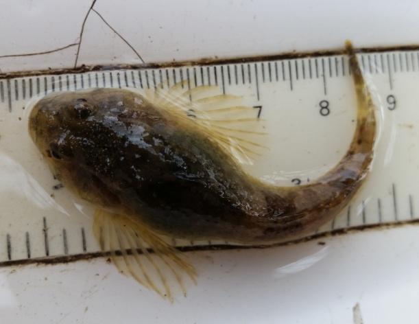 Water Framework Directive survey results 15 Site 3-spined stickleback Pike Bullhead Colney Heath 1 7 Table : Number of each species captured in a single electric fishing run at Colney Heath Water