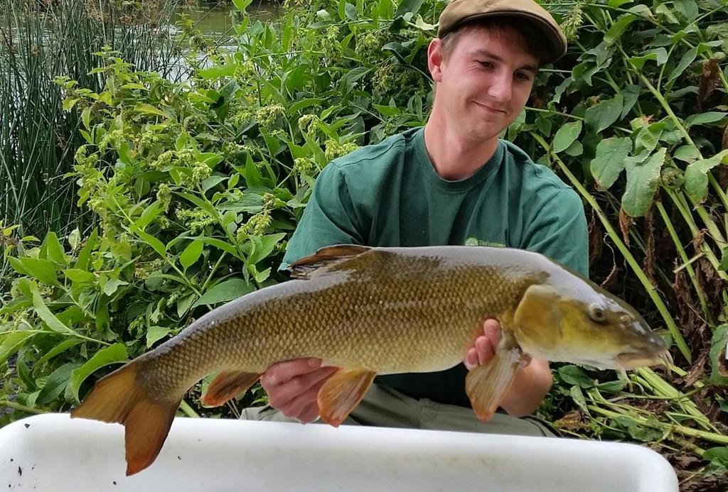The single barbel captured during the 15 survey is believed to be the same fish captured in 1, and was taken from almost exactly the same spot suggesting this individual is highly territorial.