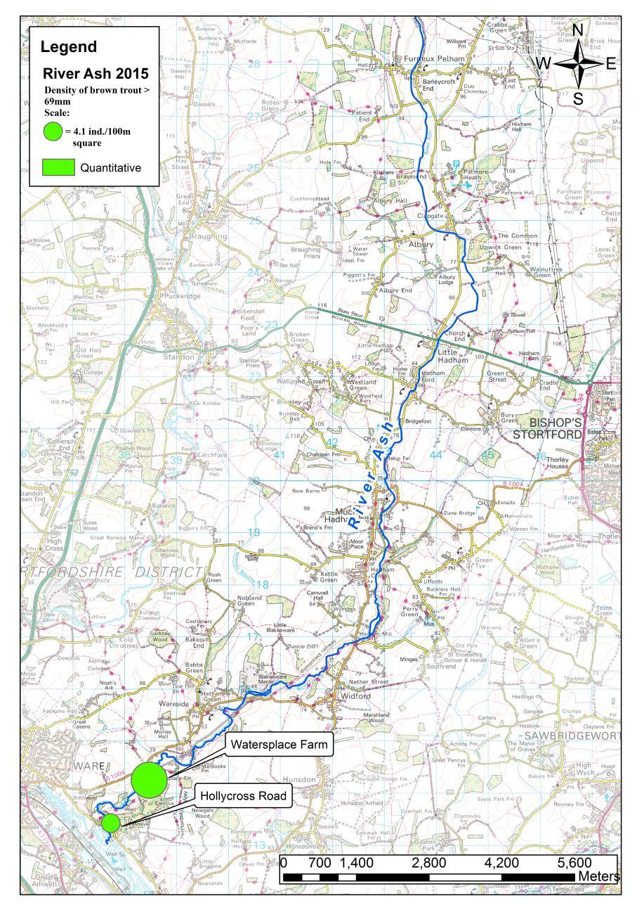 Of the two WFD waterbodies that encompass the River Ash at present only the waterbody Ash (from confluence with Bury Green Brook to Lee) has been classified for fish populations at Moderate status.