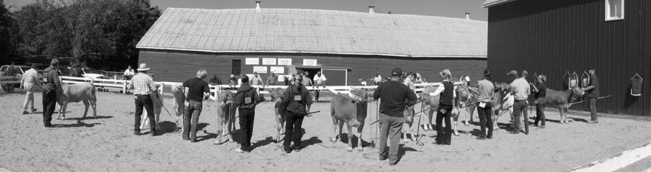 2005 Orono Fair Results: Bull calf born in 005: nd Lavelaine Farms 3 rd Lavelaine Farms 4 th Franmar Farms 5 th Knox Innovations Bull Yearling born Apr.1Dec.