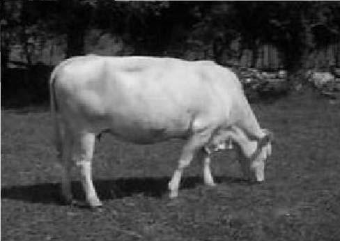 CE: 1.8 WG: 19.(TOP 5%) YG: 38.01(TOP 3%) MILK: 3.99 See our bulls on test at Douglas, Ont. this fall.