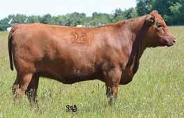 SELLING CHOICE OF THE RED GJP THOR 255A DAUGHTERS 5A RED SHILOH DESEREE 16D Lot 5A RED SHILOH DESEREE 16D 1/26/2016 SCCA 16D 1902754 RED MAJESTIC LIGHTNING 717SGMR RED GJP THOR 255A RED SIX MILE MS