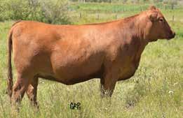 28 8 PE d 4/10/17 to Red Shiloh Domain 92D Will be preg checked and sells guaranteed bred.