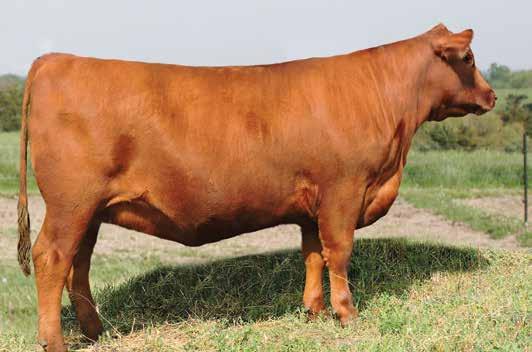 BRED HEIFER 9 RED COMBEST YANKEE 623D 3/28/2016 CLFX 623D 1953624 RED WRIGHTS 832S IRON HIDE 4Z RED BLAIR S IRON HIDE 630B RED TOWAW DARLINE 15R RED RINGSTEAD KARGO 215U RED BLAIR S YANKEE 158B RED