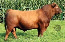Mile bull sale. He is a Game Plan 816 son that stamps his progeny with extra muscle and fleshing ability. Game Plan 816 has made a profound impact of the world renown Six Mile program and the breed.