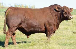 BRED HEIFER 12 RED TOWAW LAKIMA 407D 3/10/2016 WDV 407D 1923904 RED PASTORIZA 565 BRIGADIER RED TOWAW ORAZI CALIDAD 130Y RED PIRAY 479 RED DION GALGA HF TIGER 5T TOWAW LAKIMA 403A RED TOWAW LAKIMA