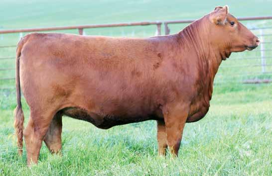 LAKIMA 407D Confirmed bred 5/17/17 to Red Sooline Power Eye. 84 678-0.9 52 95 16 4.8.15.33 9 Red Towaw Lakima 407D is an attractive made, deep ribbed brood cow in the making.
