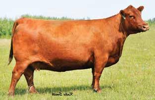 OPEN HEIFER 13 RED DIAMOND T BLACKBIRD 1692 RED VGW GAME PLAN 816 RED SIX MILE GAME FACE 164Y RED SIX MILE LAKOTO 35W 7/19/2016 GDRS 92D 1959969 RED CROWFOOT OLE SAR 2042M RED CROWFOOT BLACKBIRD