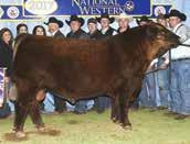Red Blair s Kongo 580D was the highselling lot at $37,500 in Blair s 2017 online sale. Maple Oaks Red Angus of Missouri and Cutting Edge Red Angus of North Dakota made the purchase.
