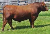 5 calves will be sired by Bieber Deep End B597.