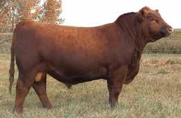 SELLING THE PICK OF THE NORDAL RED ANGUS 2-YEAR-OLD DAUGHTERS BY RED BLAIR S KARGO 47Z 17 PICK OF THE NORDAL RED ANGUS 24 paternal sisters to select from.