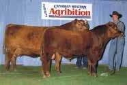 PICK OF THE YEARLING HEIFERS RED JENSEN SKY 611X Reference Sire RED WILDMAN MISS STOCKY 420B
