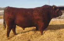 WILBAR BACKDRAFT 331B Service Sire 22 Selling pick from 60 yearling heifers from Jensen Red