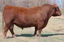 significant offering of a Jensen Red Angus female in more than 10 years Many descend from Red