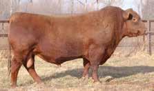 Sires of the yearling heifers are Red Jensen Kargo 38A, Red Jensen Cactus Sky 25S, Red Wildman