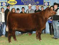 Magic Mike sired the 2016 Denver Champion Female Red Bar-E-L Kassie and a full sister was the 2013 Agribition Grand Champion Female His dam, Red Bar-E-L Meg 85N, is one of the premier