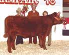 In the beginning, Canadian-born Red Angus could not fill the demand, and cattle were imported from the United States, where there are two