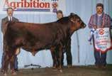 This year, 2017, marks the 45th Red Roundup Sale, sponsored by the Canadian Red Angus Promotion Society.